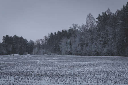 snow covered field and forest in distance. Usual Latvian landscape in wintertimeの写真素材