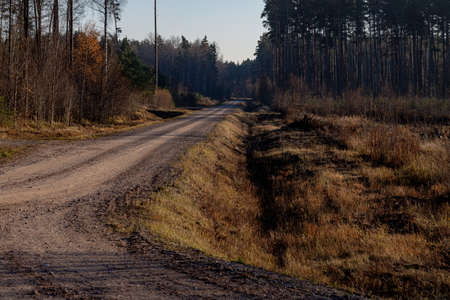 straight gravel road through autumn forest in Latviaの写真素材