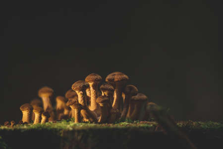 Armillaria sp. mushrooms grows on tree stump. Sunlight shines on Cluster of tiny young fresh forest fungiの写真素材