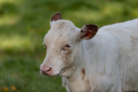 white cow baby in green meadow in Latviaの写真素材