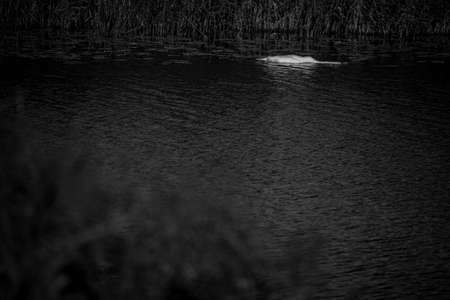 black and white picture of river water and dead swan near reedsの写真素材