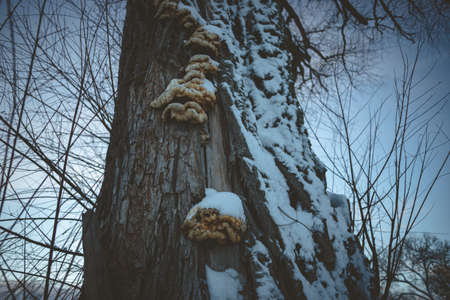 Edible mushroom Laetiporus sulphureus commonly known as crab of woods, sulphur polypore or Chicken of woods on tree trunk covered with snow in cold winter dayの写真素材