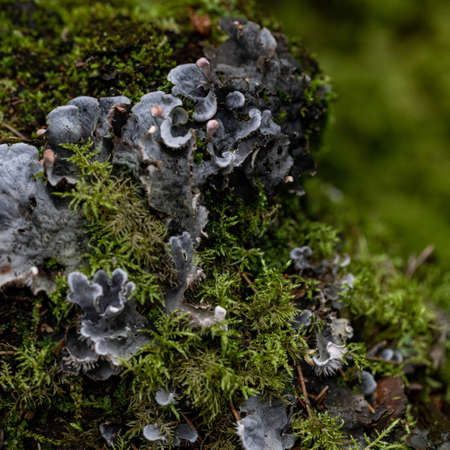 Different types of moss and lichenの写真素材