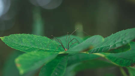 spider with long legs on green plantの写真素材