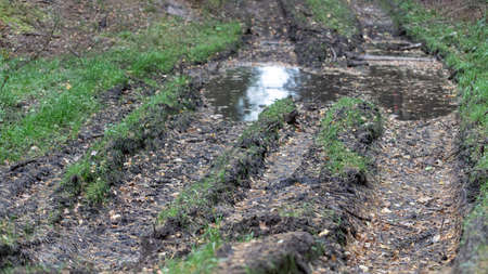 dirt road with big muddy puddle in middle of Latvian forestの写真素材