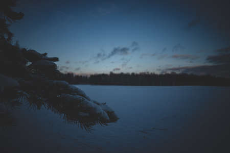 snow covered pine tree branch in christmas time in cold Latvian winter. Snowy field in distanceの写真素材