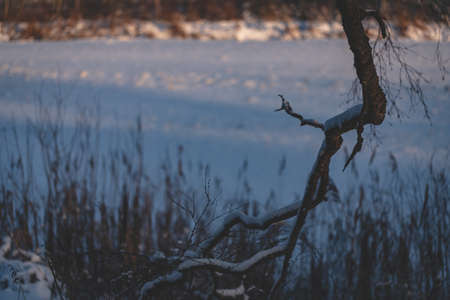 huge birch branch in front of snow covered field with sun highlighted area in Christmas timeの写真素材