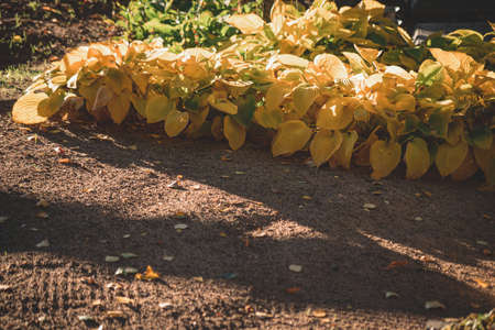 hosta petals in the autumn garden yellow leaves on sand ground earthの写真素材