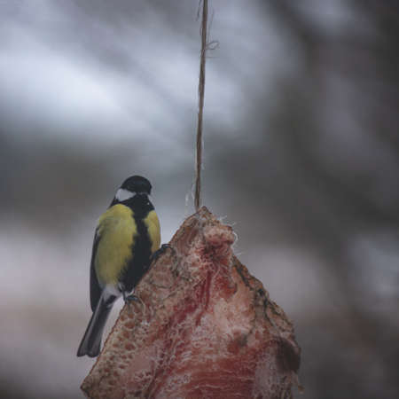 great tit bird on hanging piece of fresh baconの写真素材