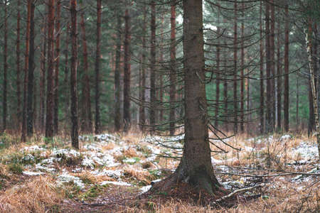 spruce tree trunk with dry bare branches in front of pine forest, first snow on the ground