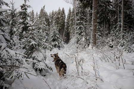 Siberian husky dog walking around snowy winter forest in Latvia. Sniffing air. Snow covered pathwau between big coniferous trees. Looking for nice Christmas treeの写真素材