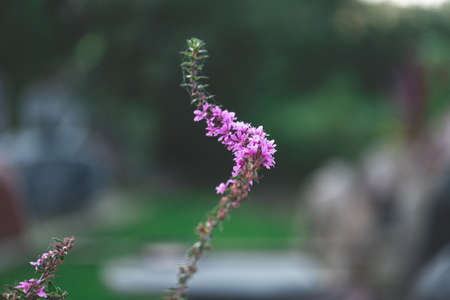 beautiful purple crooked flower stem in garden