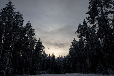 massive coniferous forest, swans flying over the trees, winter evening in Latviaの写真素材