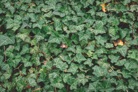 Natural green background from Hedera helix. Closeup of hedera helix ivy green leaves. Natural green texture of leaves of ivy. Hedera helix dark deciduous pattern. Green foliage of European ivyの写真素材
