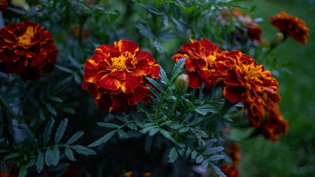 dark orange marigold flowers in garden.の写真素材