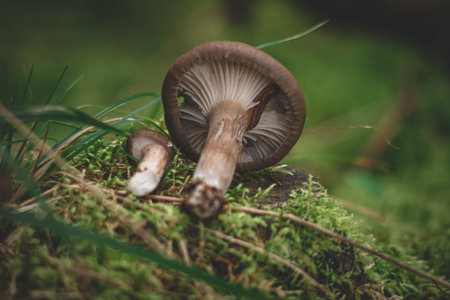 brown roll-rim, common roll-rim is a basidiomycete fungus that is widely distributed across the...