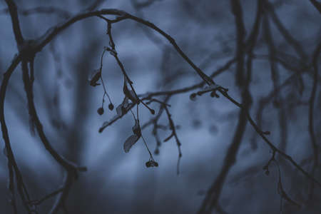 linden tree seeds on snow covered branch, gloomy snowy versionの写真素材