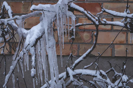 icicles on grape stems in winter. Orange yellow brick wall in background