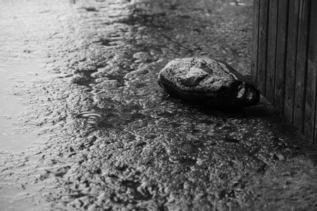 Black and white image of a stone in a puddle on a rainy dayの写真素材