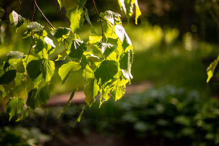 Green leaves on the branches of a linden tree in the rays of the sunの写真素材