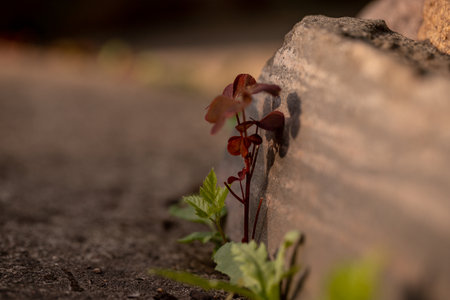 Sprout of a plant growing through a crack in the ground.