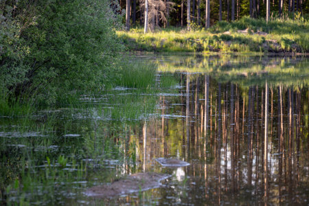 reflection of trees in the lake water in summer. forest landscape