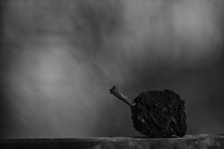 black and white image of a rotten appleの写真素材