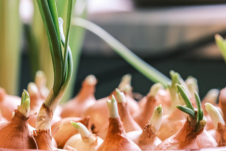 Close up of spring onion bulbs with green sprouts in a potの写真素材