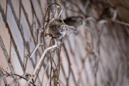 Sparrow sits on a branch in the winter. Sparrowsの写真素材
