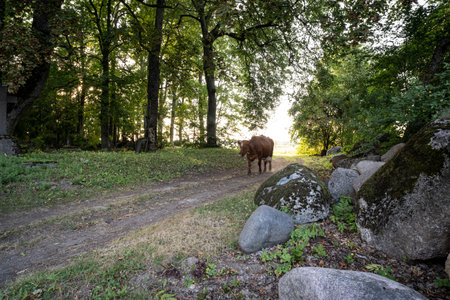 Beautiful brown cow walking home from pasture at sunset, Latviaの写真素材