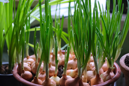 Sprouted green onions in a pot on a windowsill. Close-upの写真素材