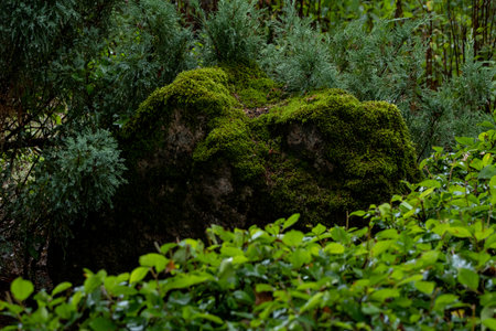green moss on a stump in the forest. natural backgroundの写真素材