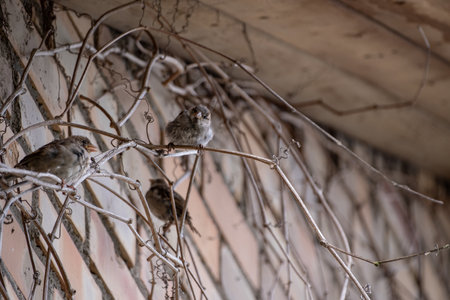 sparrows on the branches of a tree in winter close-upの写真素材