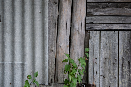 Old wooden wall with green  plant. Shallow depth of field.の写真素材