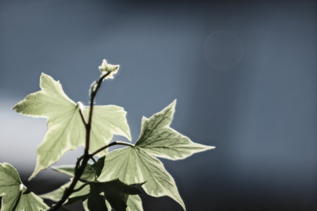Green leaves of ivy on a dark background. Shallow depth of field.の写真素材