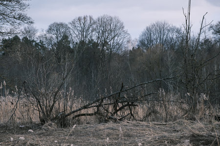 Abandoned forest in winter. Dead trees in the forest.の写真素材