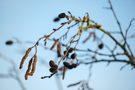 Black catkins on a gray alder tree branch in winter against the blue skyの写真素材