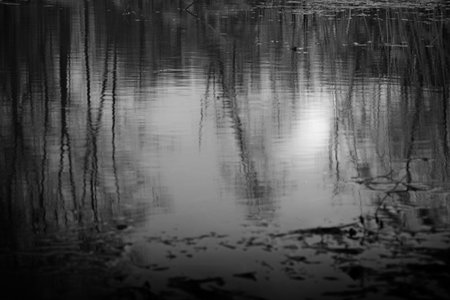 reflection of trees in the water. black and white photo.