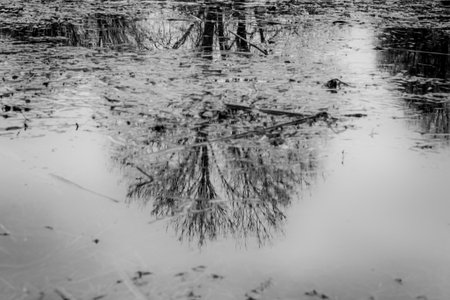 Reflection of trees in the water, black and white photo.の写真素材