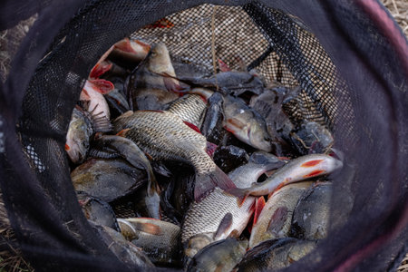 Freshwater fish just taken from the water in a net bag. Fishing concept