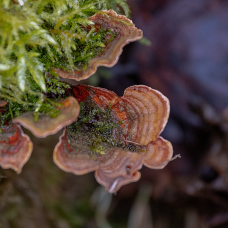 Mushrooms growing on the moss in the forest. Macro. Ochre Bracket mushroom growing on dead wood in...