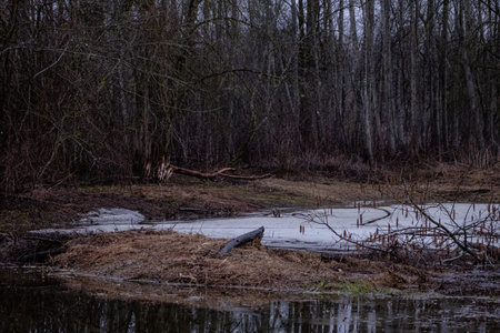 Abandoned intact forest swamp and ponds in early spring