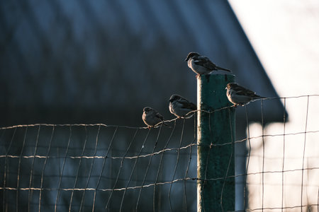 sparrows sitting on a fence in the sun in the winterの写真素材