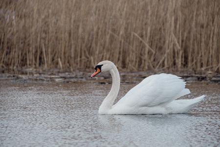 swan on lake water in overcast day, swans on pond, nature seriesの写真素材