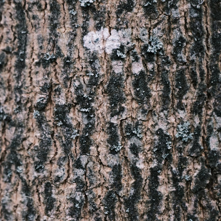 Bark of the tree in the park, closeup of photoの写真素材