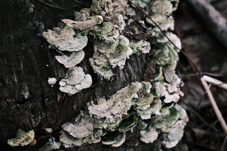 Fungus growing on a dead tree. Selective focus. Toned.