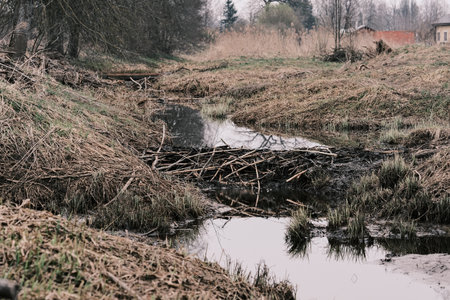 fallen tree trunks in a puddle in the countryside - retro vintage effectの写真素材