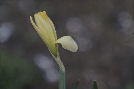 Narcissus flower in the garden with bokeh background