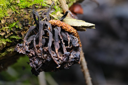 A close up of a dead mushroom on a tree in the forest.
