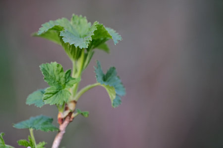 Currant branch with green leaves on blurred background. Shallow depth of field.